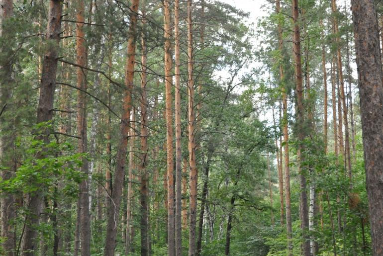 Akhuny Tree Nursery 